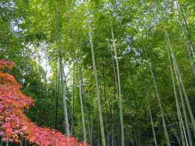 京都・嵐山 紅葉散策ツアー
