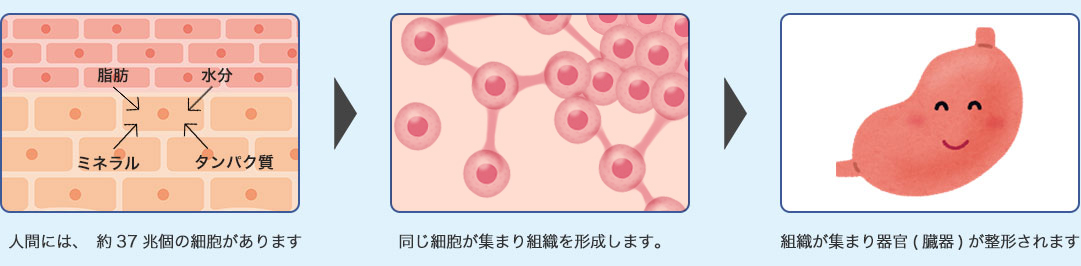 がん説明