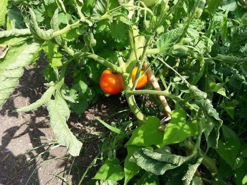 初めて種から育てたトマト